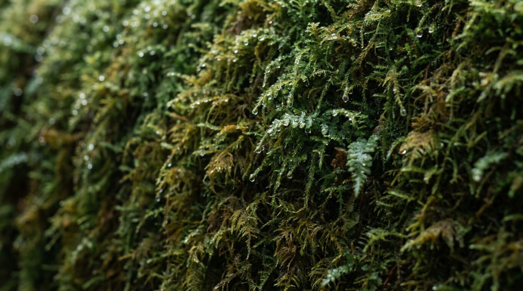 Nature and Wellbeing